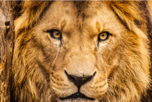 reino del león